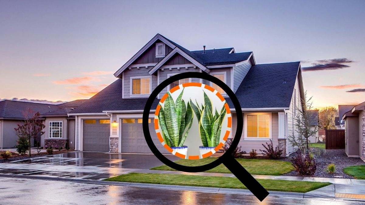 La lengua de suegra, también conocida como sansevieria, es muy famosa