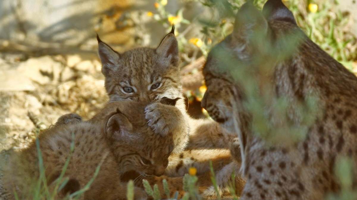 Imagen de recurso de varios linces.