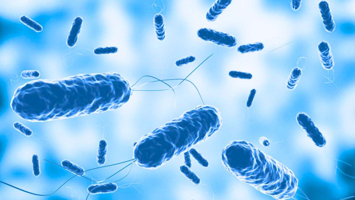 El cólera es una infección diarreica aguda causada por la bacteria Vibrio cholerae