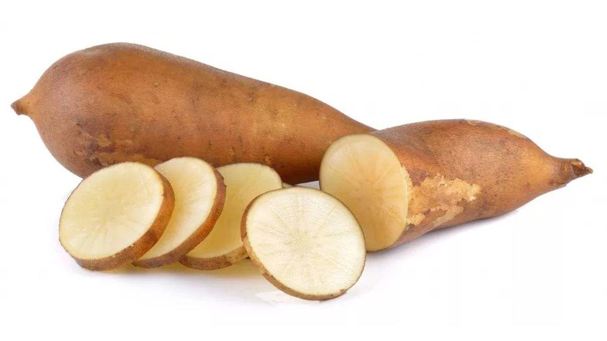El yacón es un recurso vegetal valorado por sus propiedades nutricionales y medicinales
