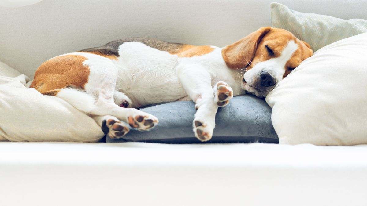 perro durmiendo