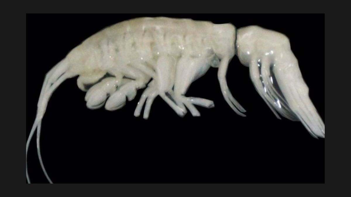 Así es Dulcibella camanchaca, el gran depredador del mar que nada tiene de dulce y bella