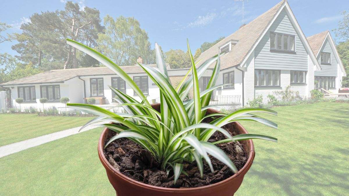 Es una planta pequeña, muy común en los hogares