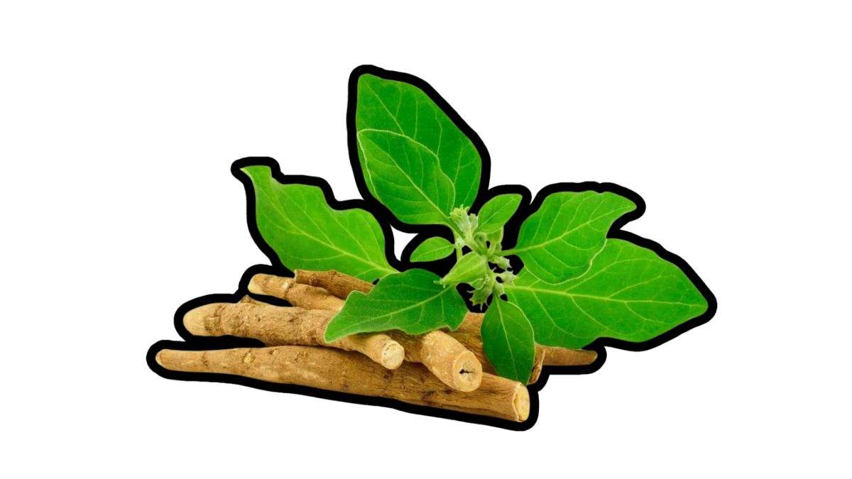 Ashwagandha es un arbusto de hoja perenne que crece en Asia y África