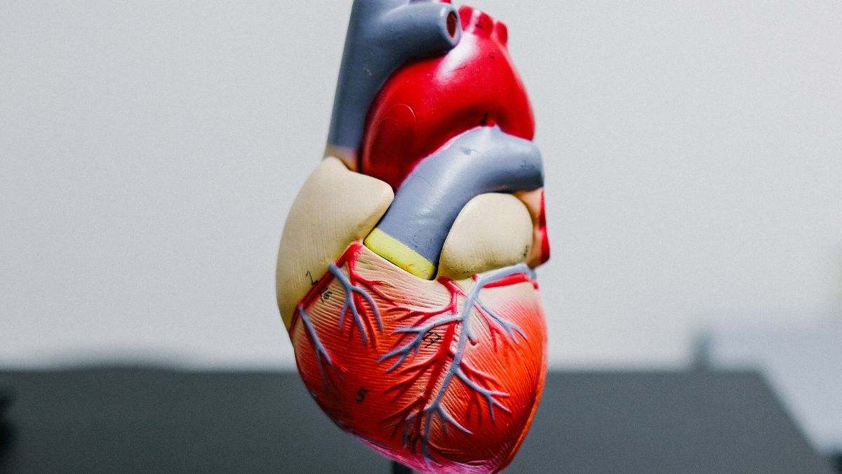 El corazón es el músculo que bombea la sangre rica en oxígeno y nutrientes a los tejidos del cuerpo a través de los vasos de la sangre
