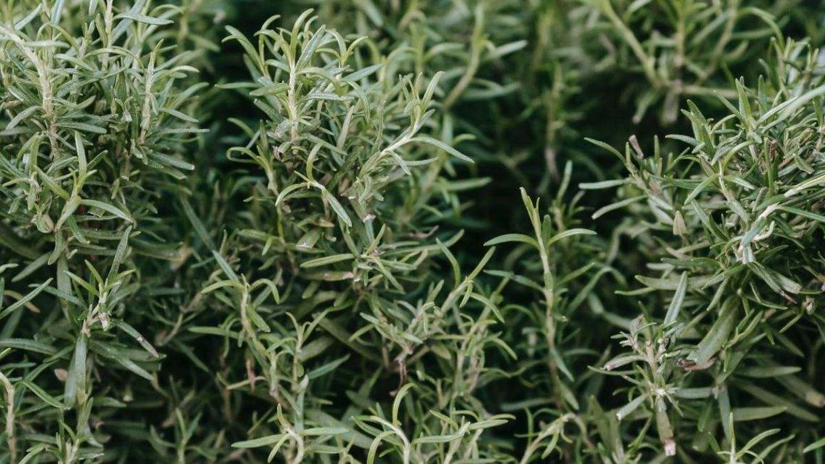 El romero es una planta mediterránea con un enorme potencial aromático y decorativo
