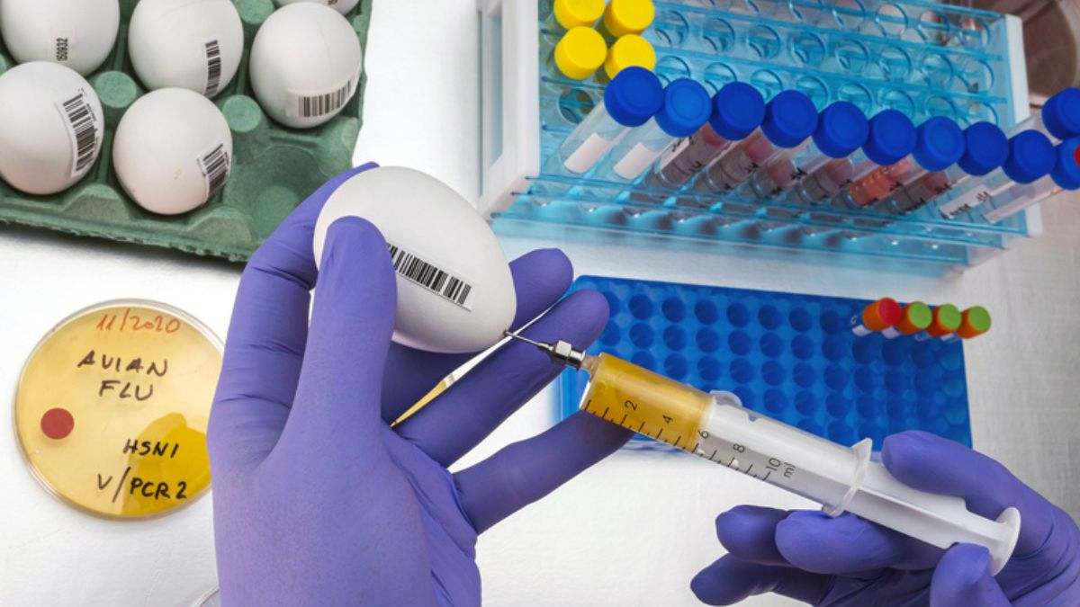 El alto riesgo de gripe aviar en España encarece el precio de los huevos: ¿Se puede contraer por consumirlos?