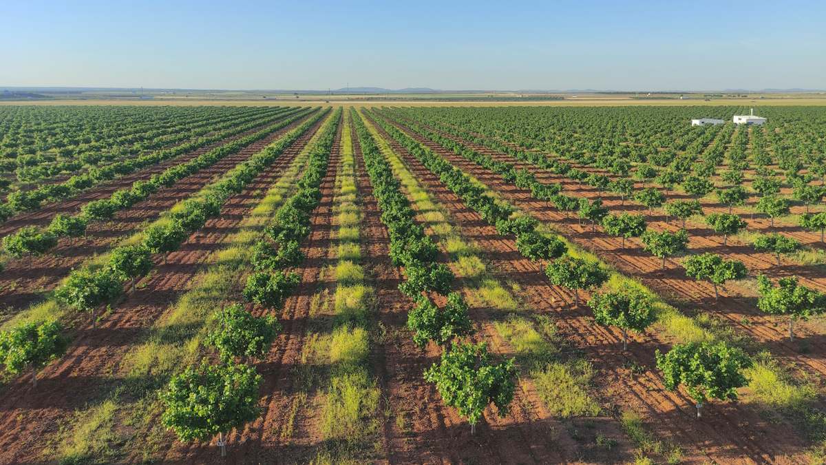 Campo pistacho cultivo agricultura Ciudad Real