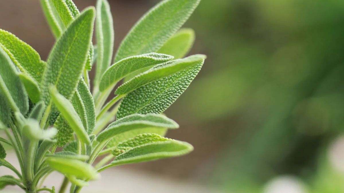 La salvia es una planta originaria de las montañas del sur de México