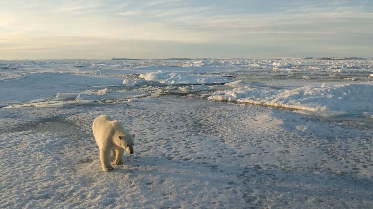 Fotografía de recurso de un oso polar.