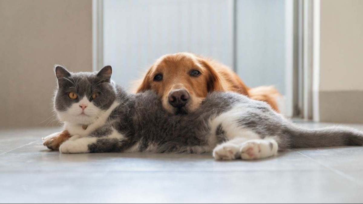 perro gato