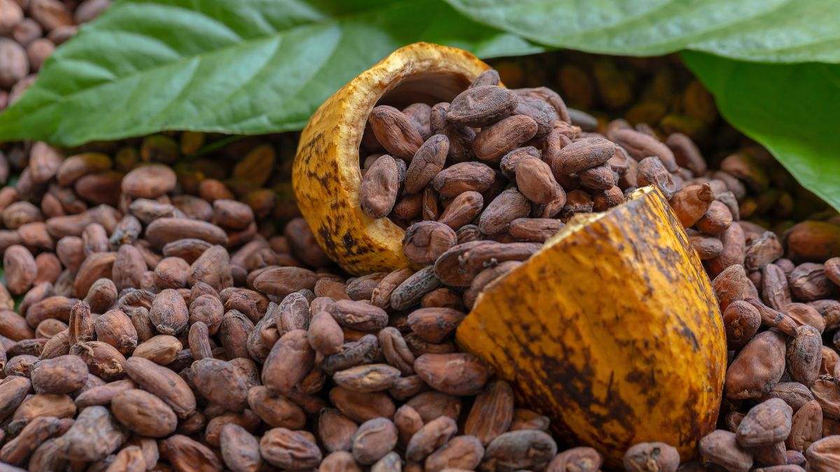 Granos de Cacao (Dreamstime)