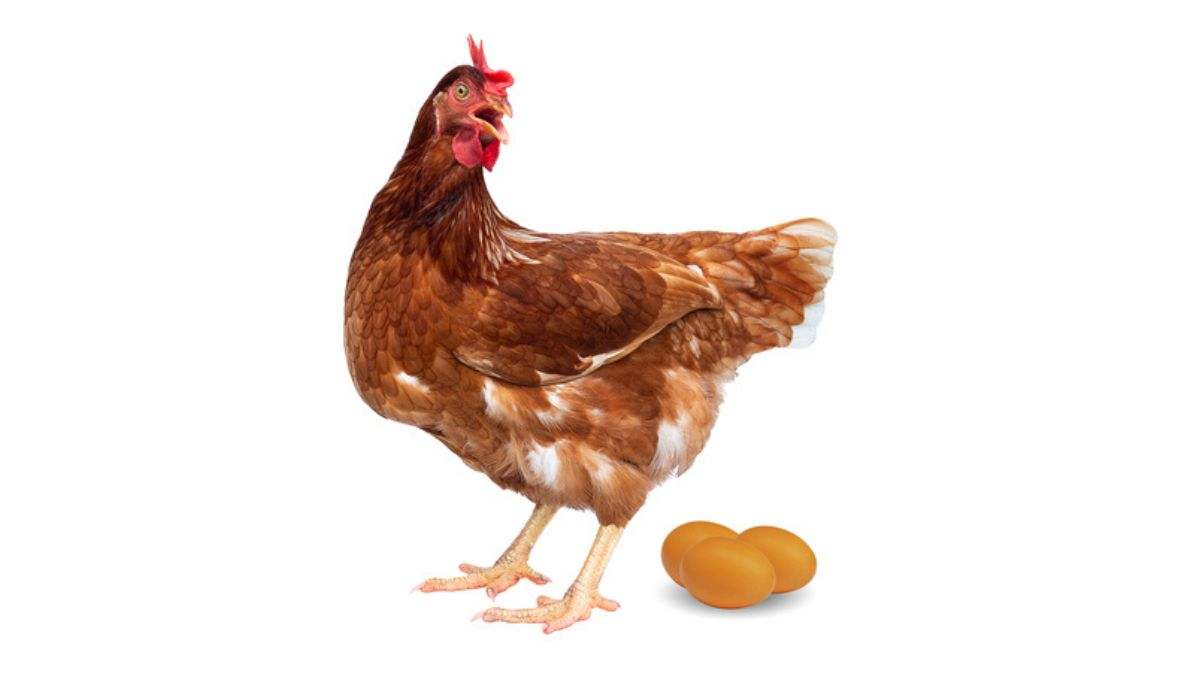 El negocio de alquilar gallinas para enfrentar la ovoflación: "Dejan varias docenas de huevos a la semana"