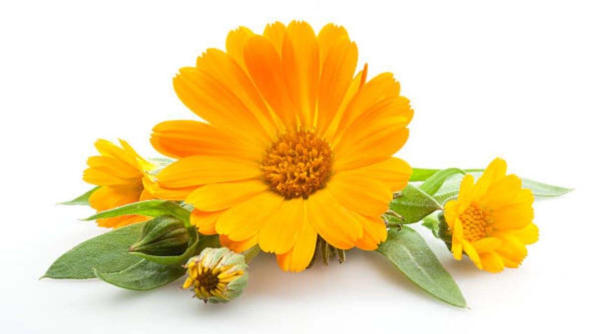 La flor de caléndula se usa comúnmente para heridas, erupciones cutáneas, infecciones, inflamación y muchas otras condiciones