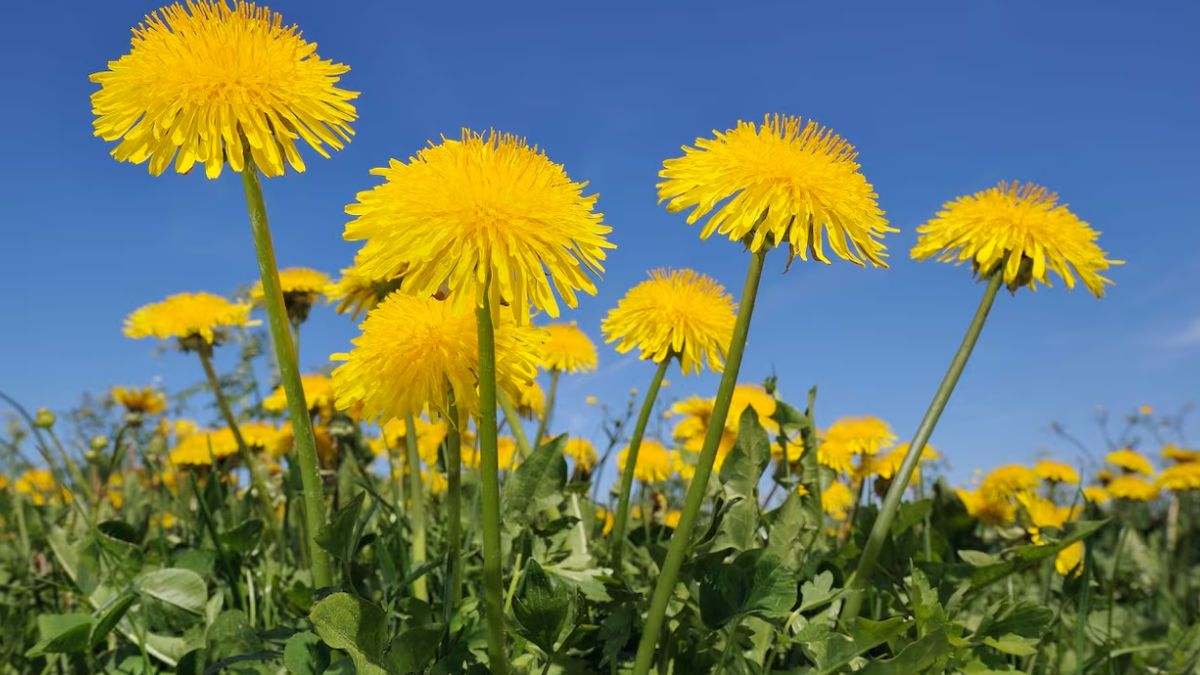 El diente de león es una planta herbácea con una raíz pivotante