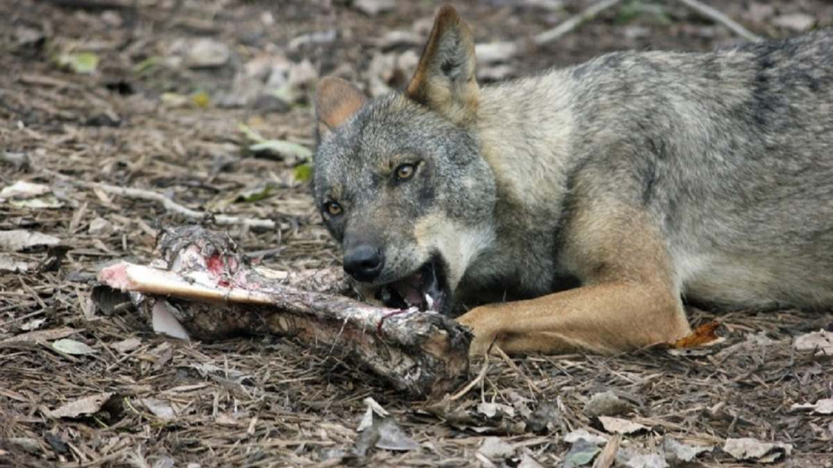 Ejemplar de lobo