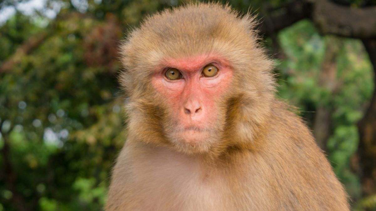 Buscan con urgencia a 43 monos que escaparon del Alpha Genesis: No son como los de 'El planeta de los simios', pero no te acerques a ellos