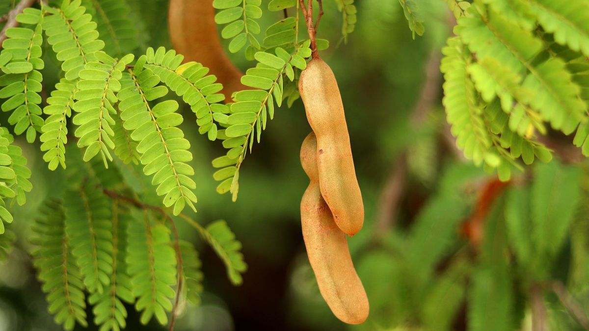 El tamarindo es una fruta tropical que se caracteriza por su sabor ácido