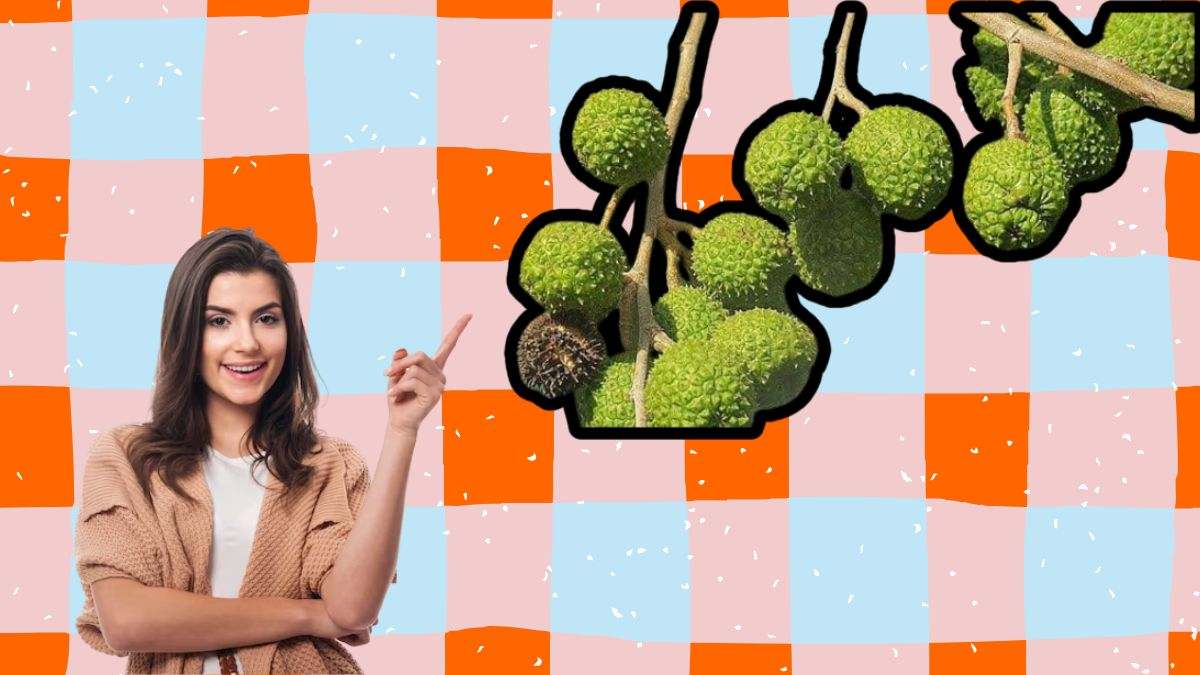 Una mujer señala varias semillas de guásimo