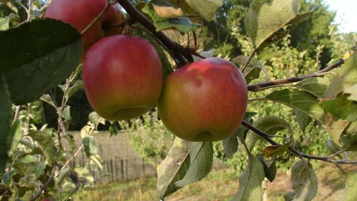 preciosfruta
