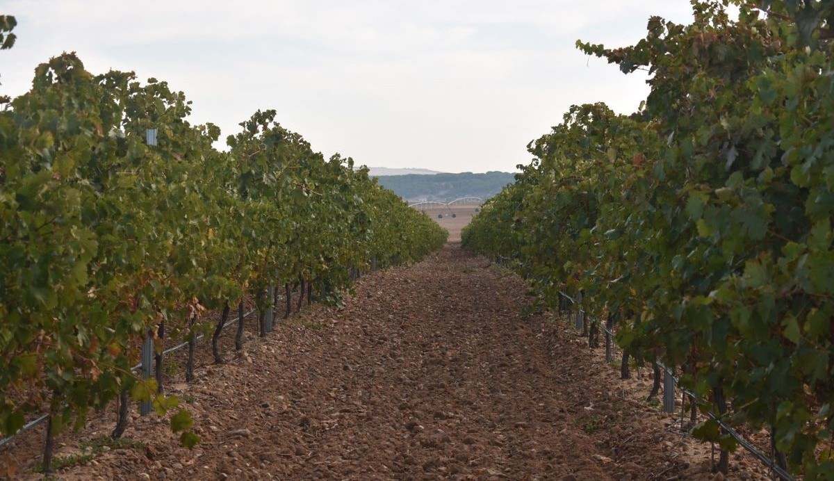 Viñedo en la DO Rueda