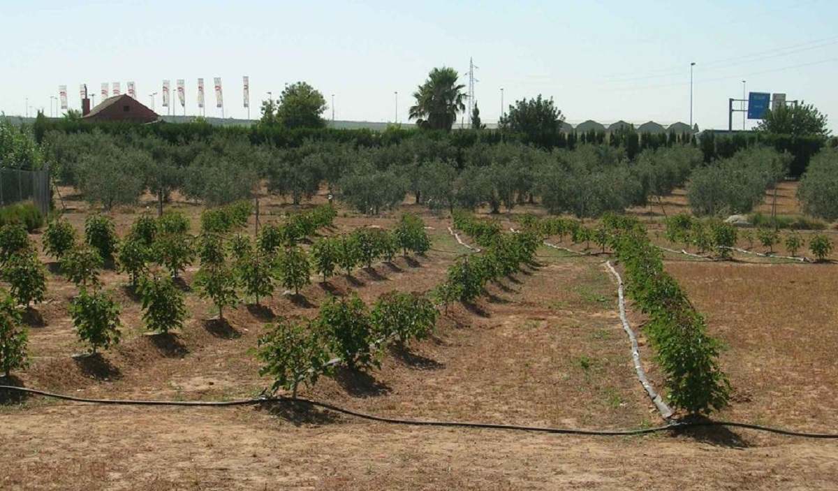 Cultivos en Andalucía 