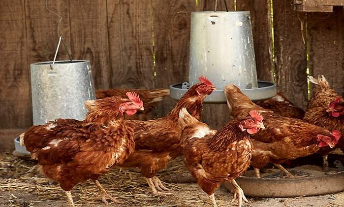 gallinas-ok.jpg