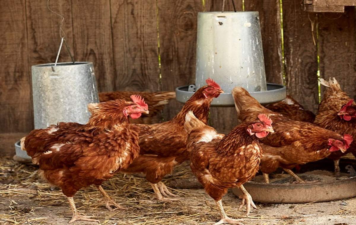 gallinas-ok.jpg