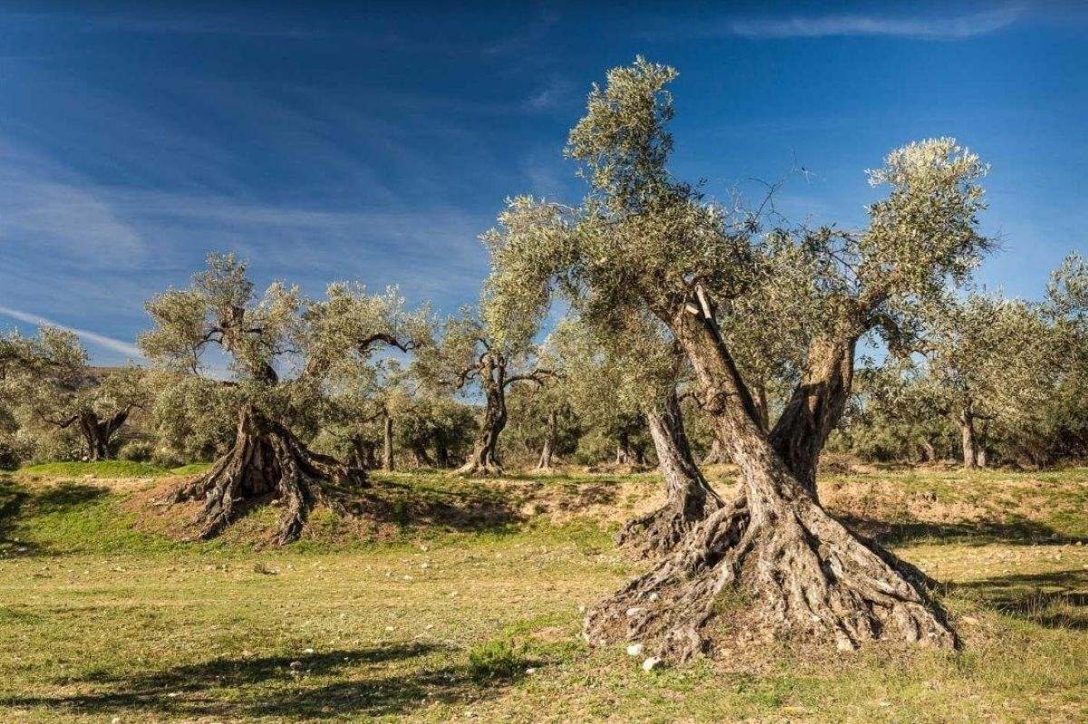 olivos