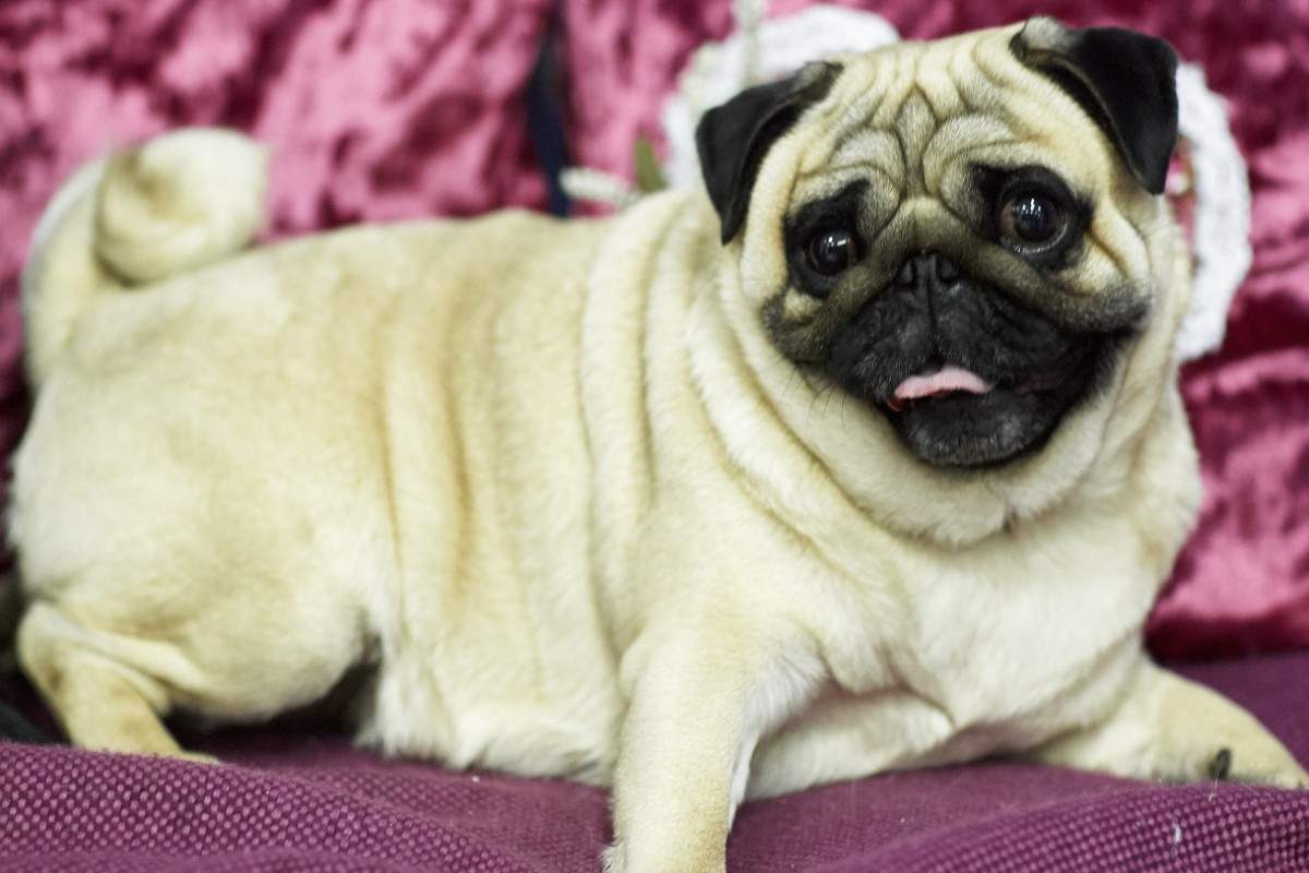 Las-mejores-camas-con-calefaccion-para-brindarle-a-tu-mascota-un-descanso-calido-y-mullido.jpg
