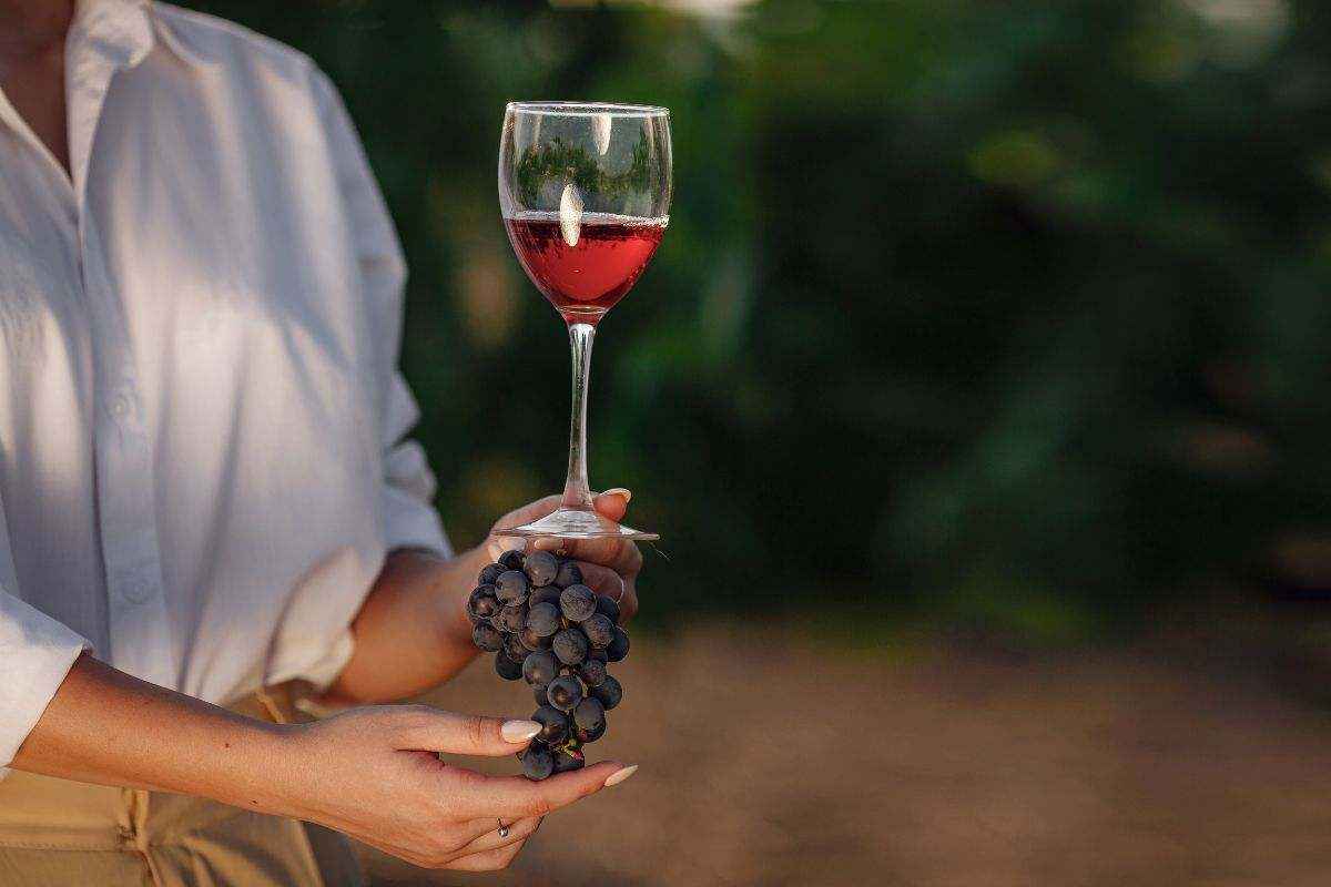 Los mejores vinos del momento eco