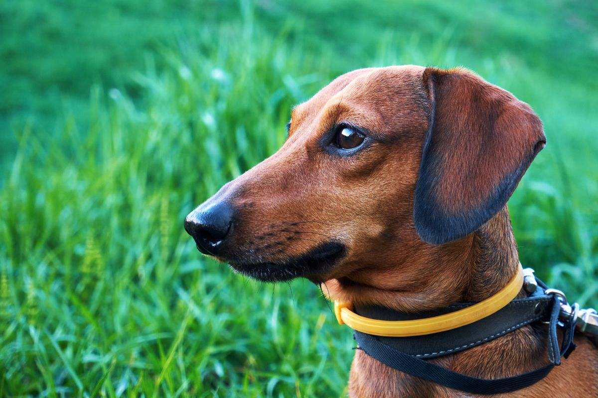 mejores-collares-antipulgas-para-perros