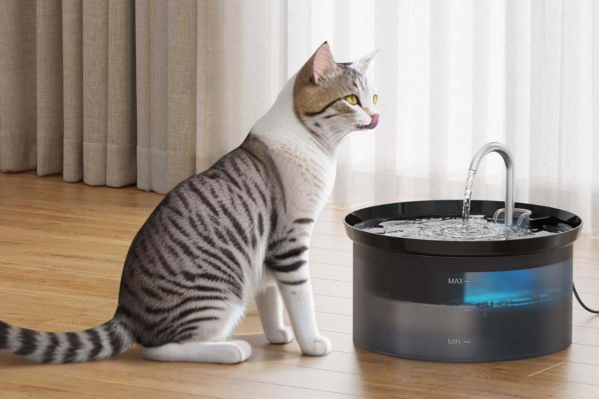 Fuente para gatos BMDSAE