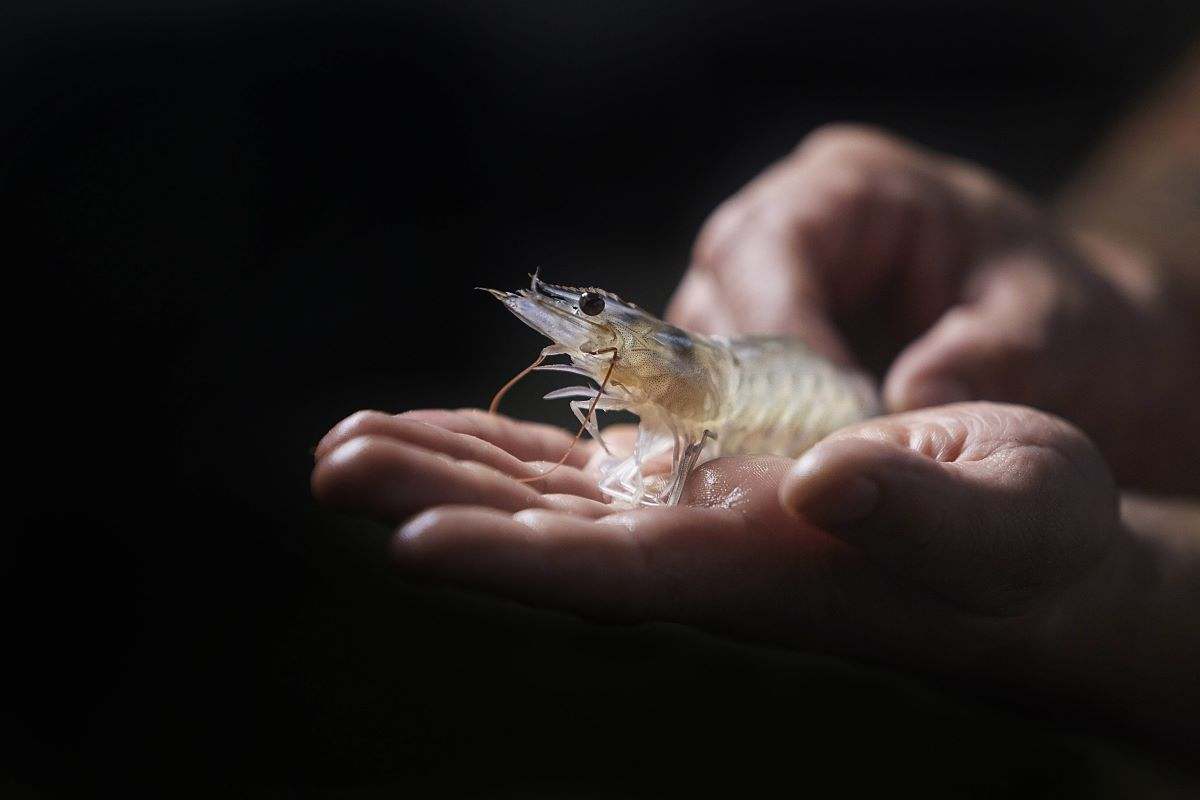Gamba criada en la planta de Noray en Medina del Campo