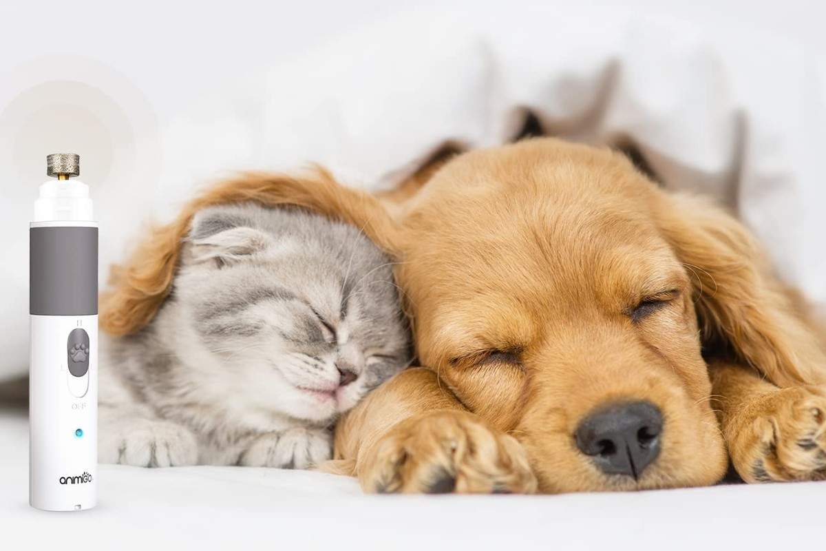 Sesion-de-aseo-sin-temores-para-tus-mascotas-con-las-mejores-limas-de-unas-para-perros.jpg