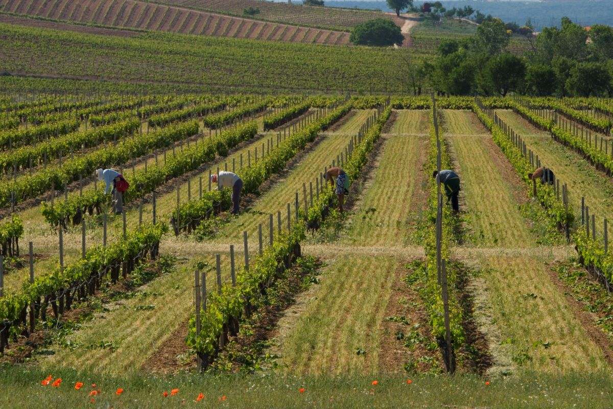 Viñedos en Ribera del Duero