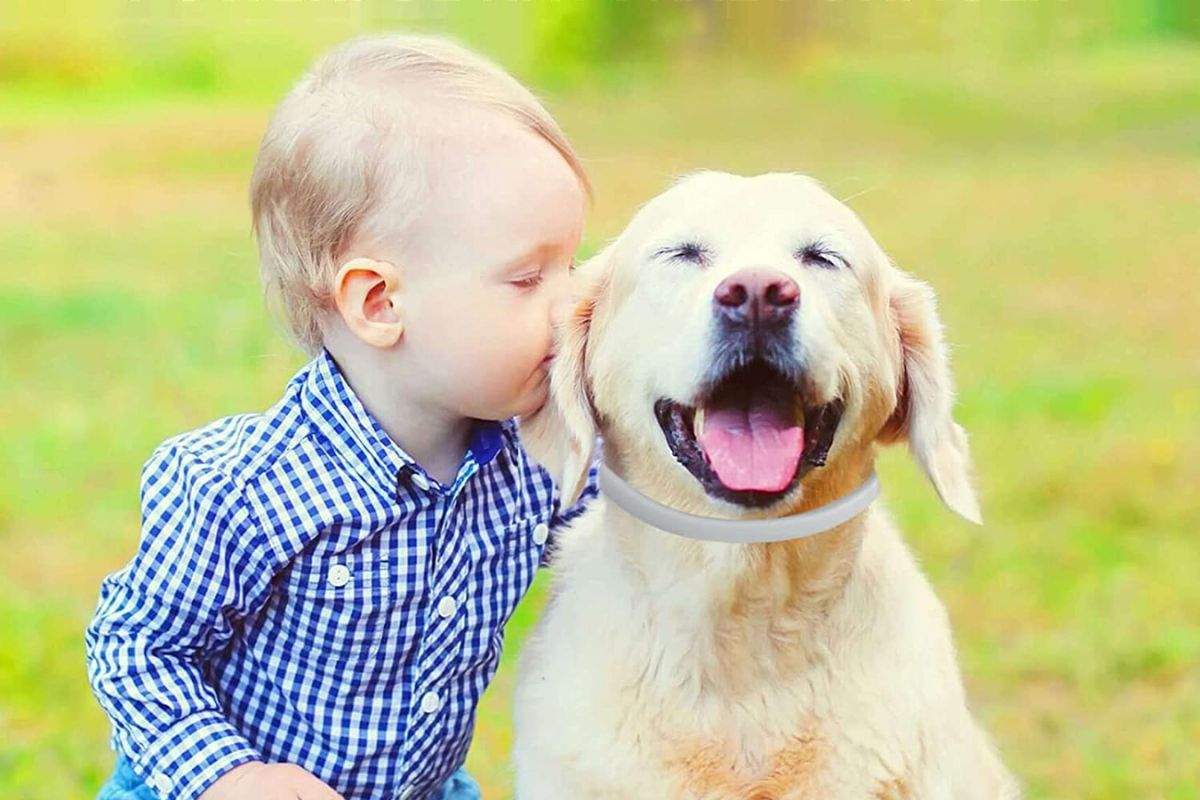 Los-mejores-collares-antiparasitarios-de-perros.jpg