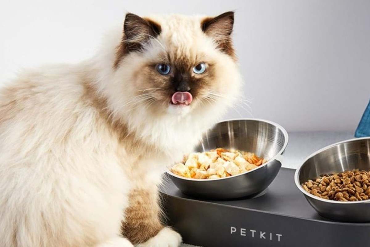 Cuenco elevado e inclinado para mascotas de PETKIT