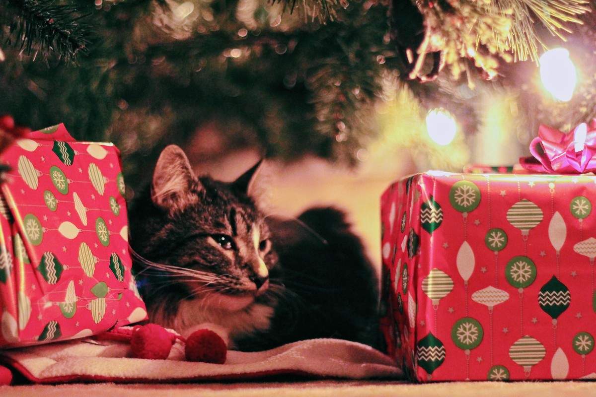 Las-mascotas-y-sus-regalos-de-Navidad.jpg