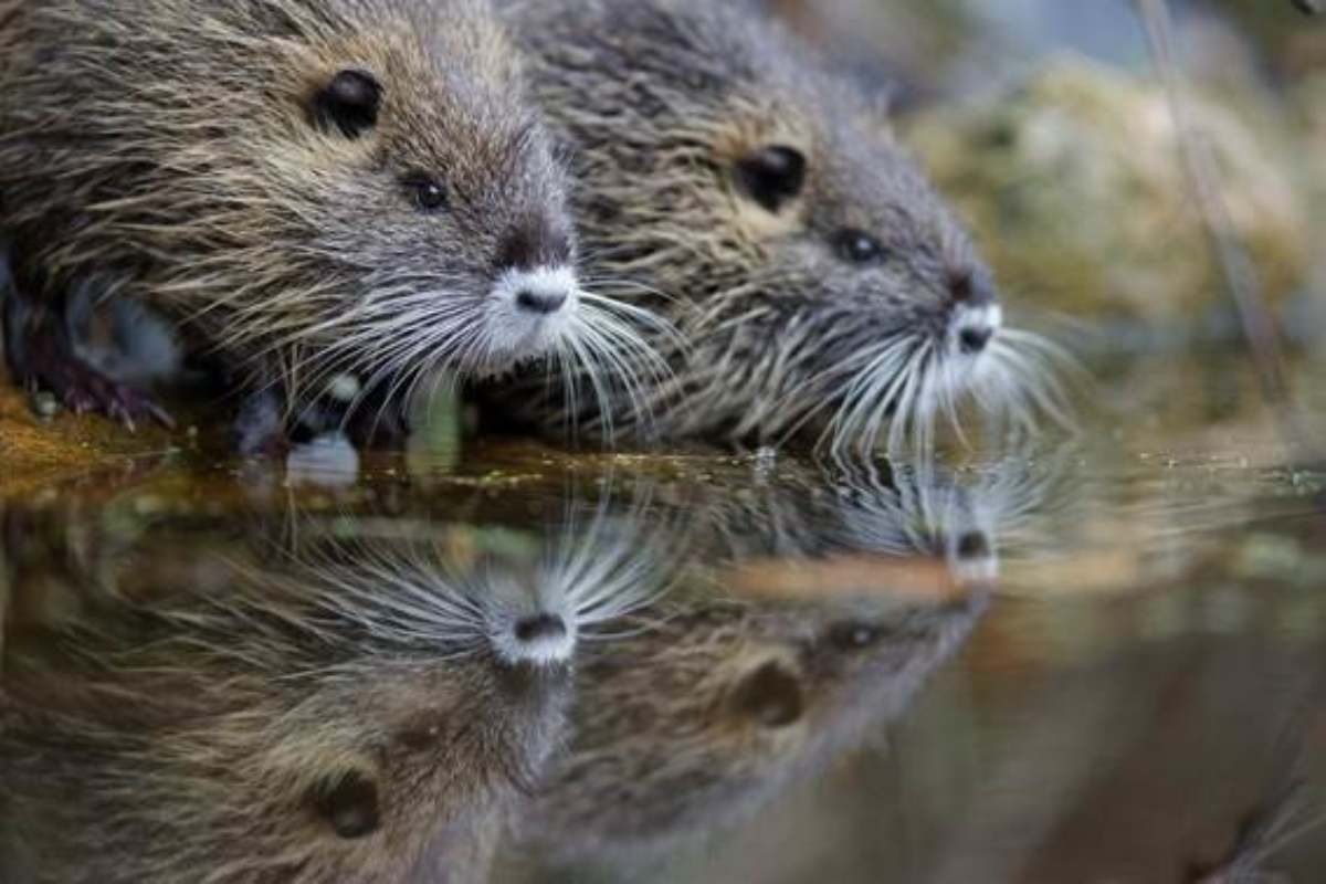 El coipu, Myocastor coypus,