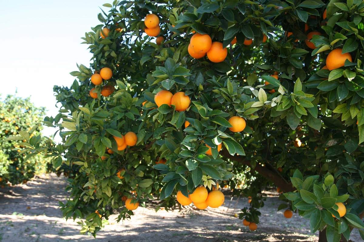 Naranja333.jpg