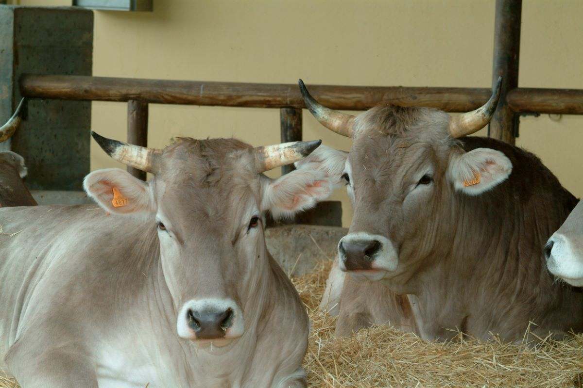 Vacas de Valles del Esla