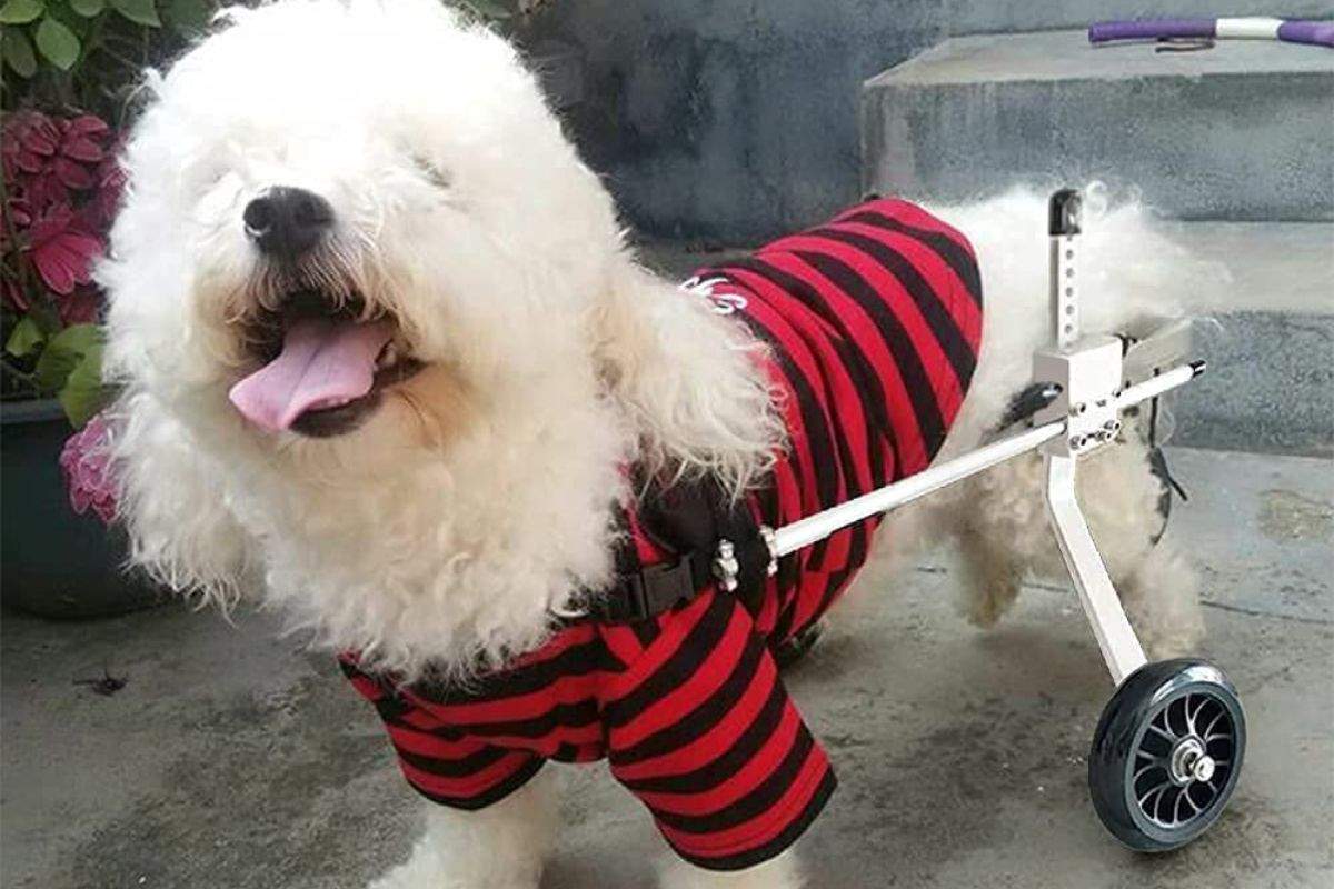 Las-mejores-sillas-de-ruedas-para-perros-en-Amazon.jpg