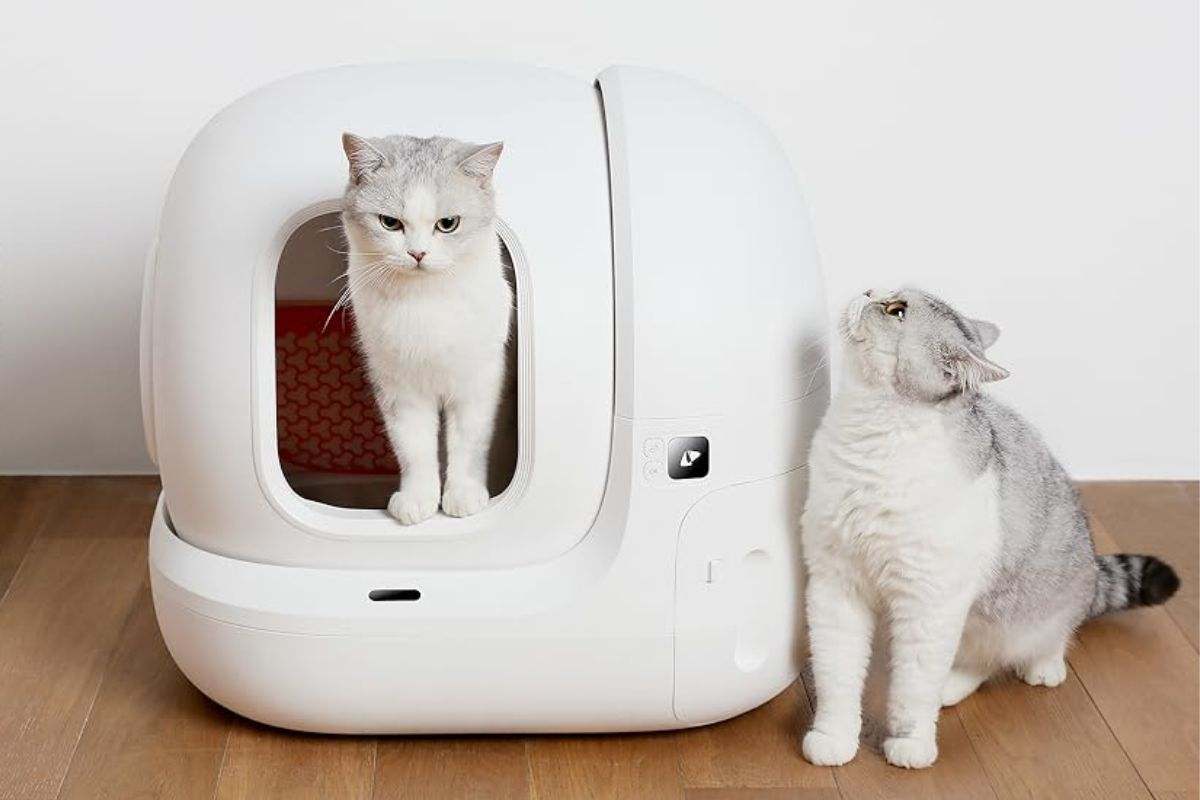 El mejor arenero para gatos con descuento