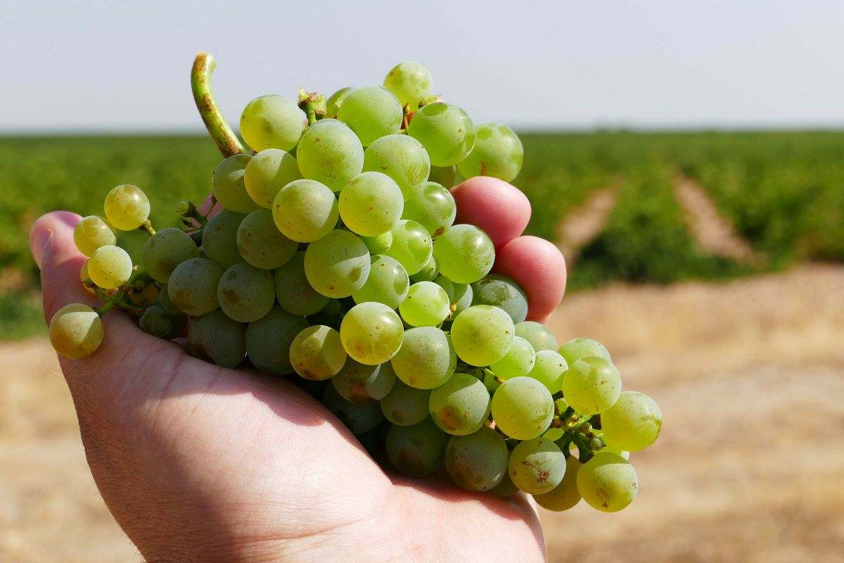 Uva godello