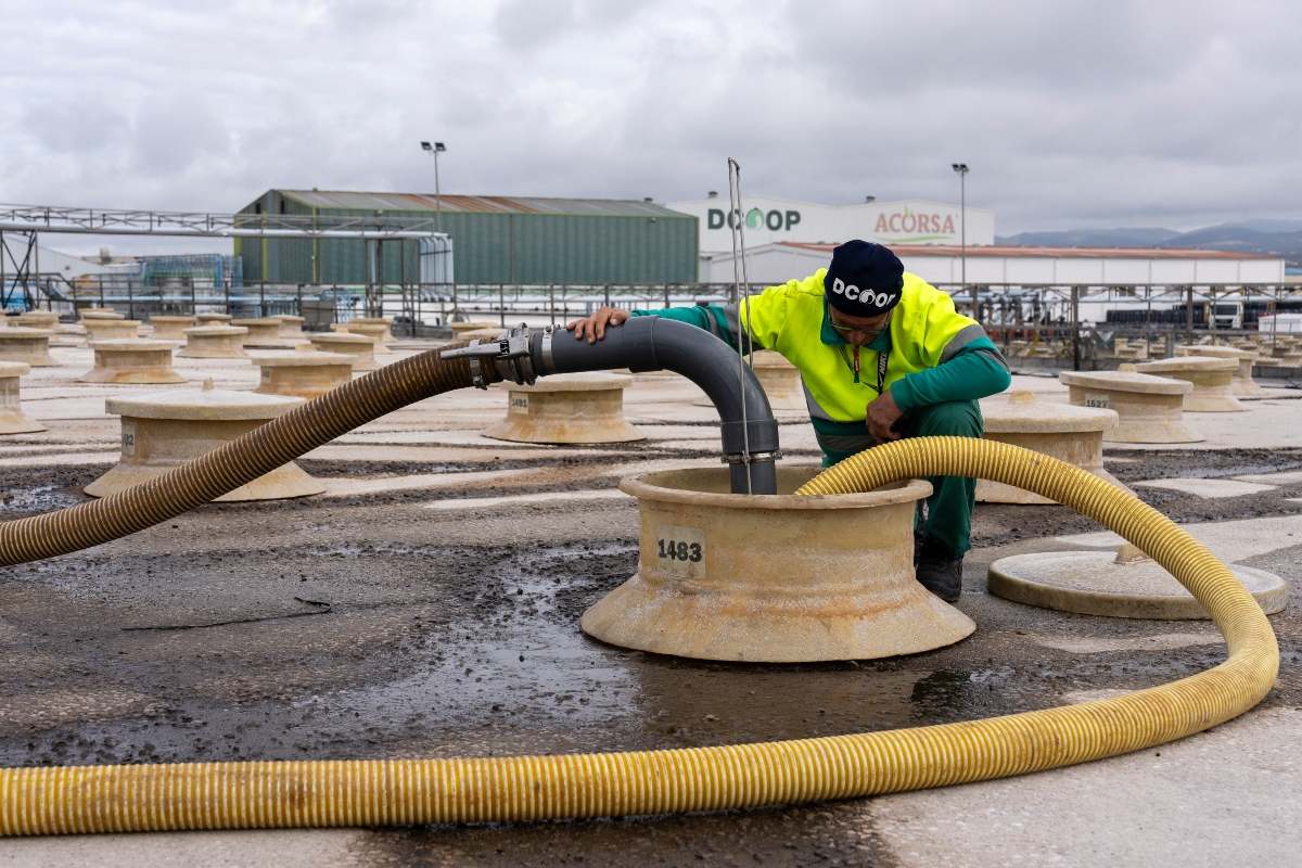 Operario de Dcoop en la planta de aceituna de mesa de Monturque (Córdoba).