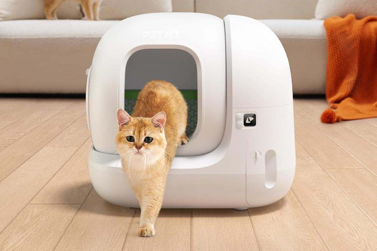 El mejor arenero gatos petkit