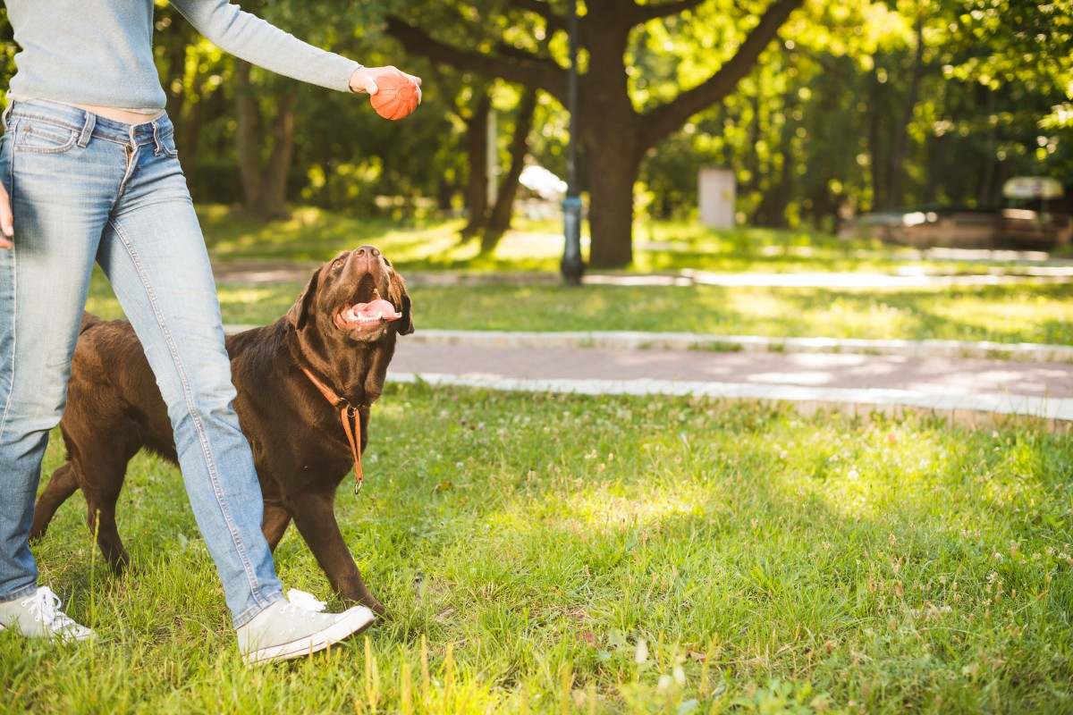 El dispositivo gps que necesitas para salir con tu perro2