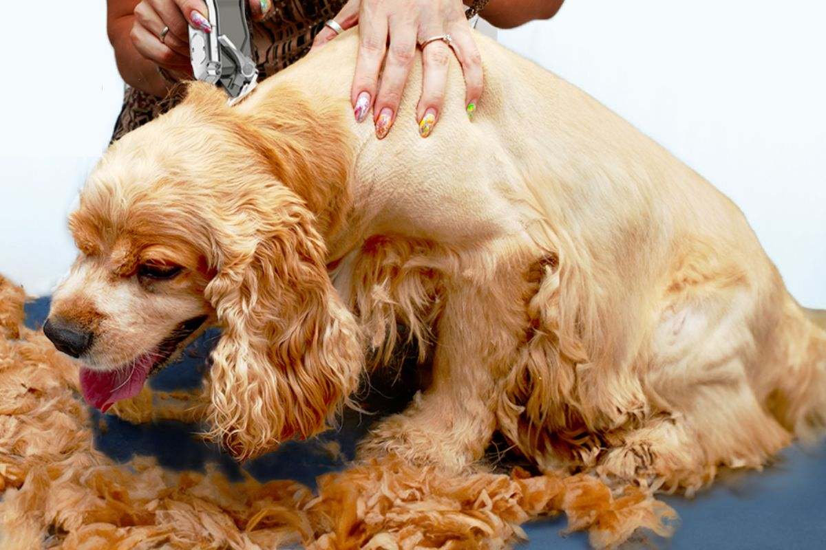 Máquina de cortar pelos para perros oneisall Premium