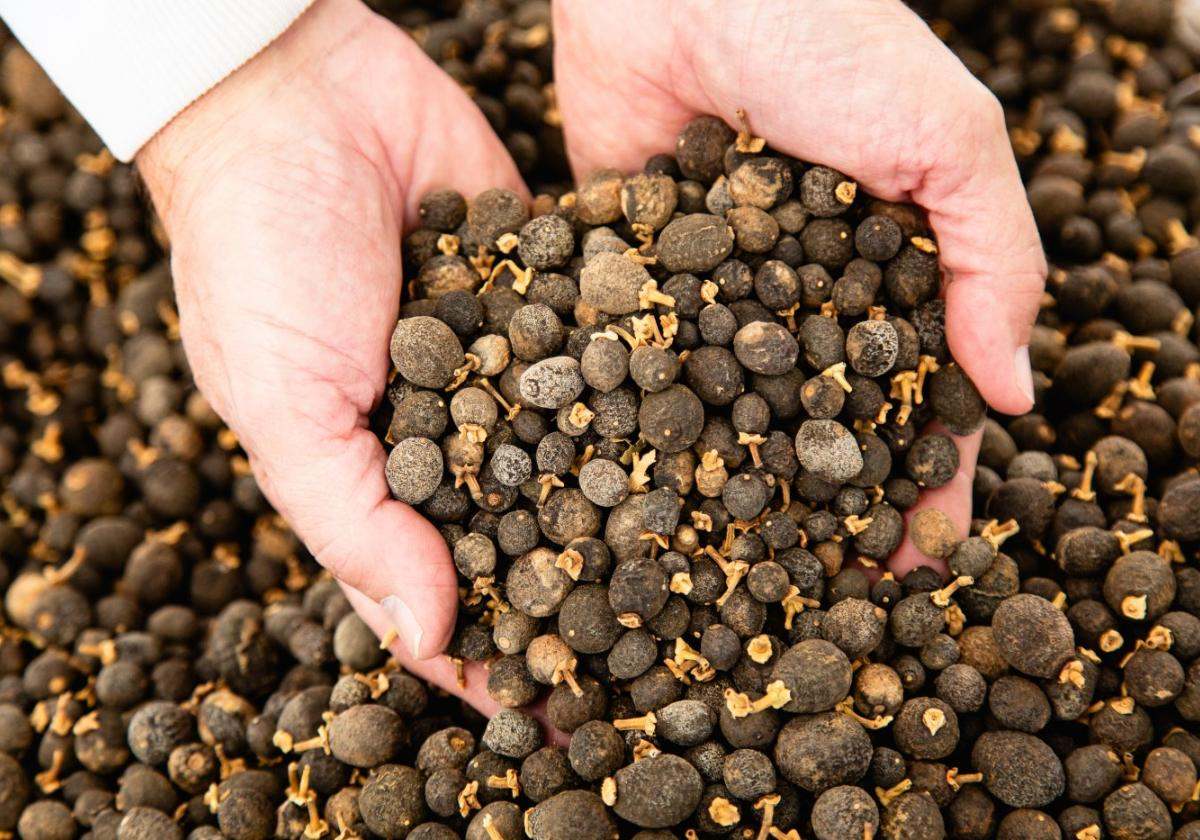 Estas naranjas secas pequeñas son la base del producto de HTBA. EE
